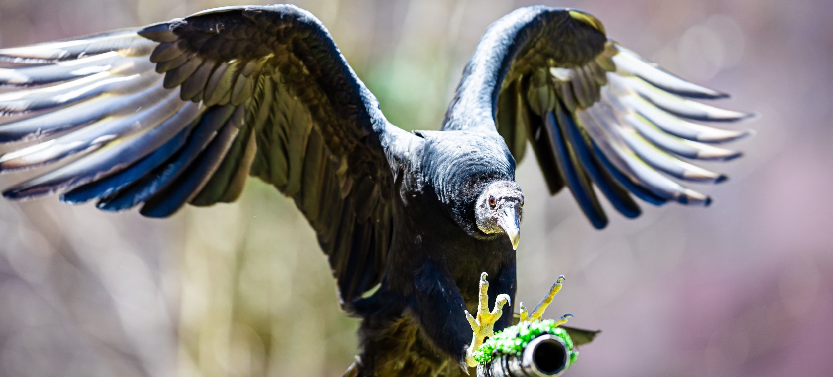 Nature Fest 2023 March 27-31