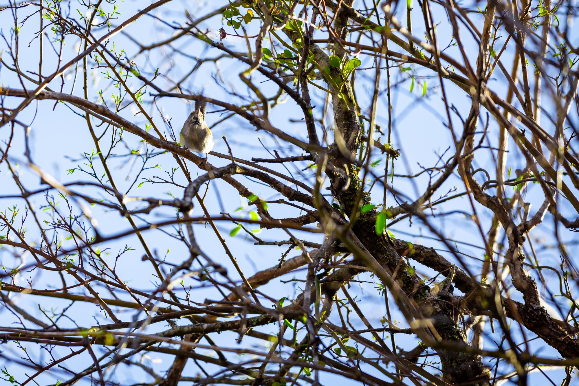 A bird in a tree.