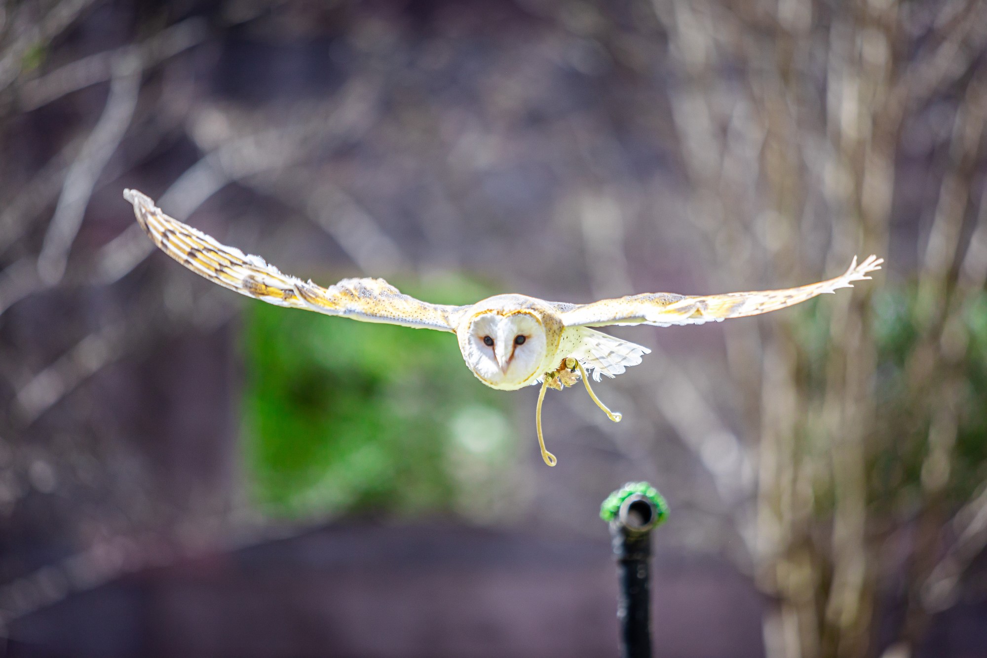 Bird of prey at flight