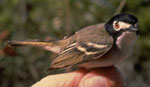 The Black-capped Vireo