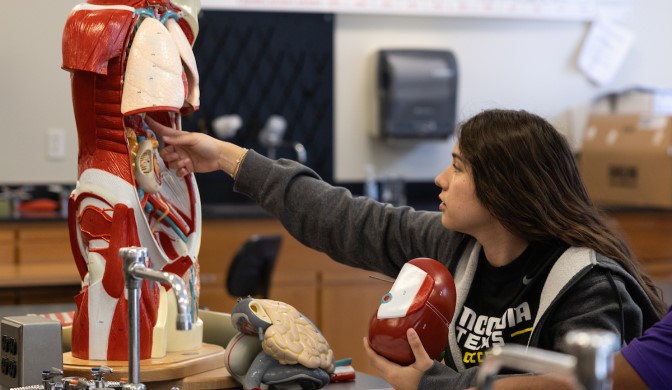 A student examing a kinesology model