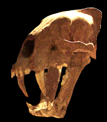 sabre tooth head