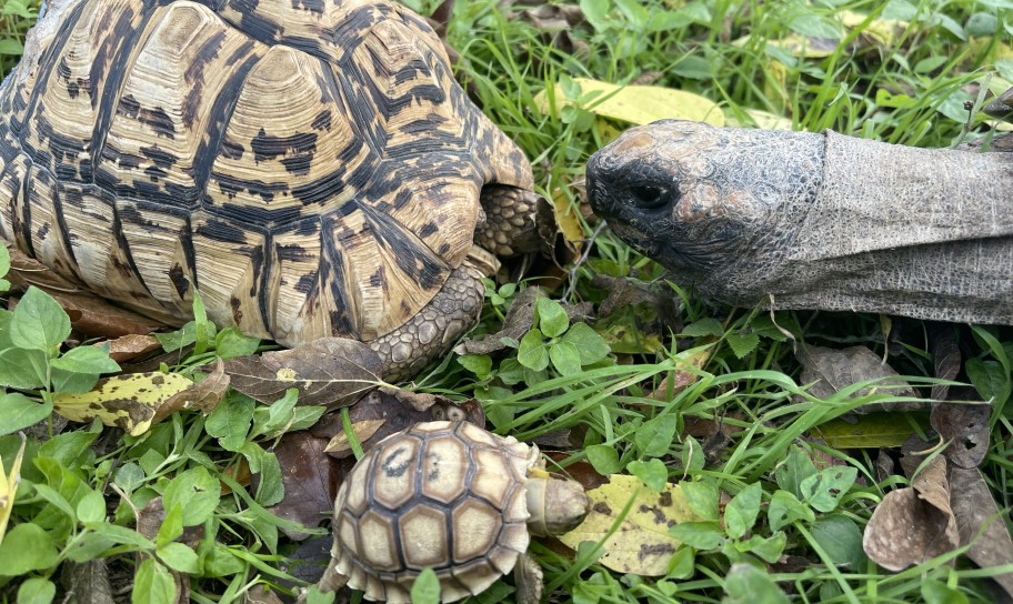 Tortoises living the good life