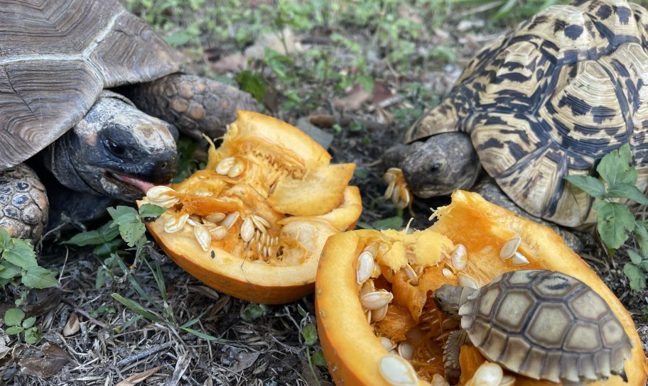 Tortoises living the good life