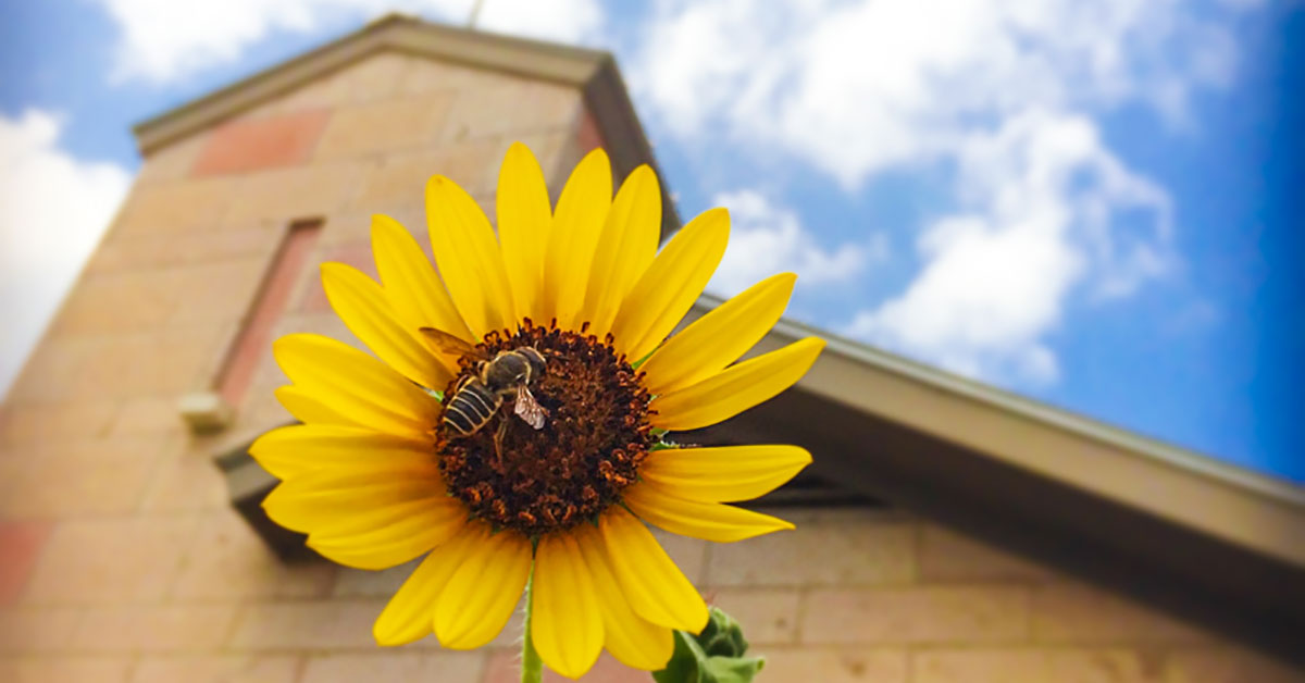 summer flower on CTX campus