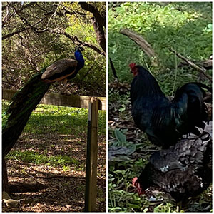 peacock and rooster
