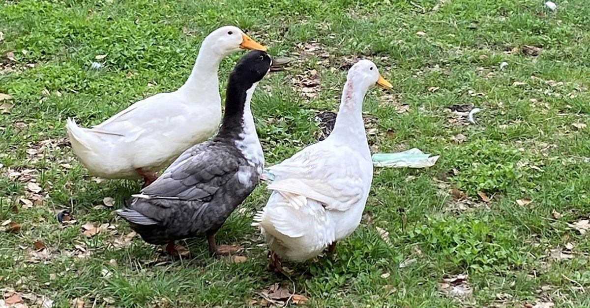 ducks