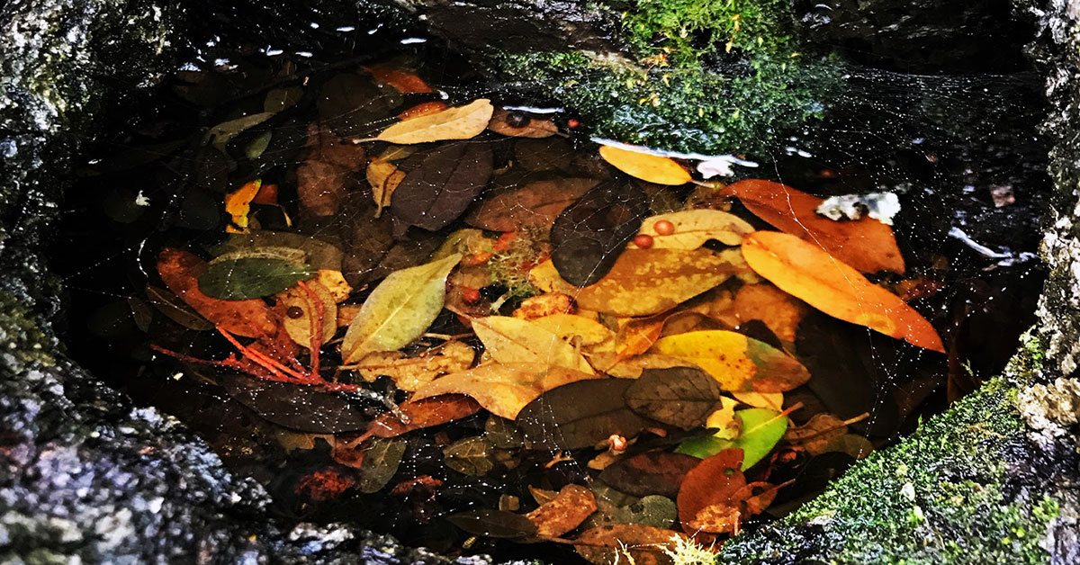 leaves floating in a pond