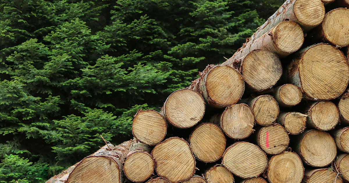 Understanding Blockchain Ethical Sourcing of Lumber