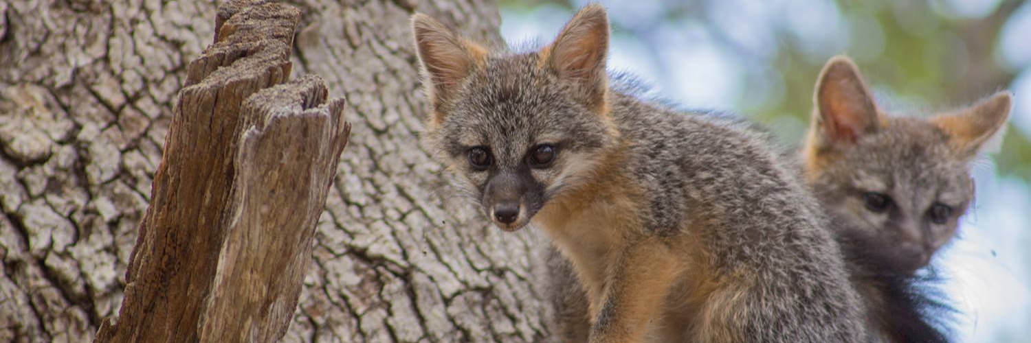 Gray Foxes