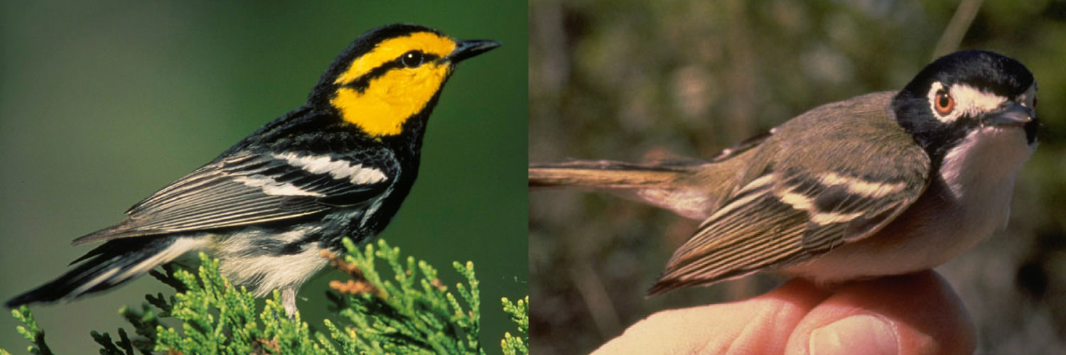 Golden Cheeked Warbler and Black Capped Vireo