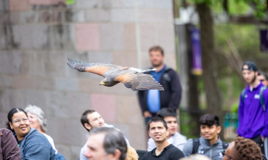 A hawk soaring over the heads of the audience