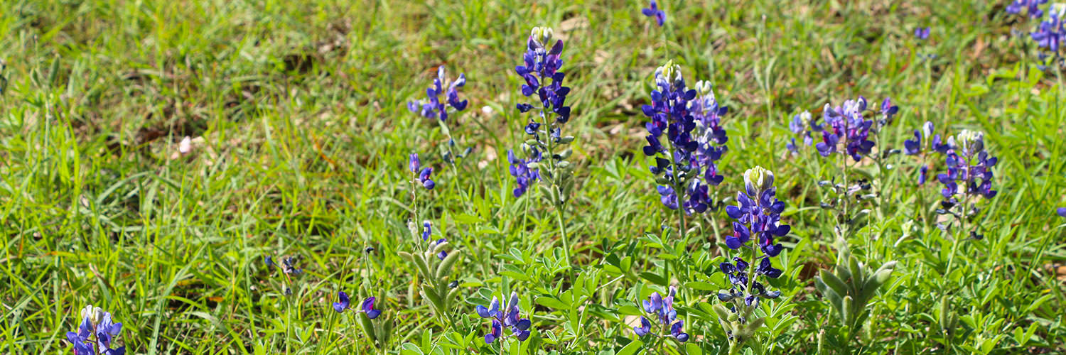 Concordia Bluebonnets