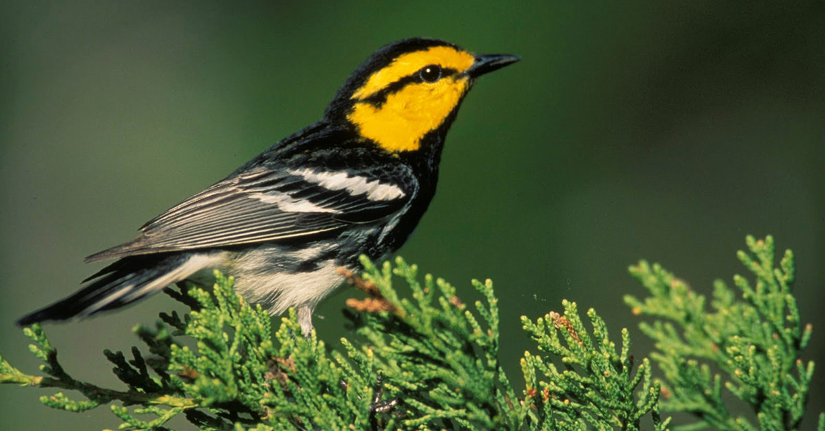 CTX Preserve Golden Cheeked Warbler