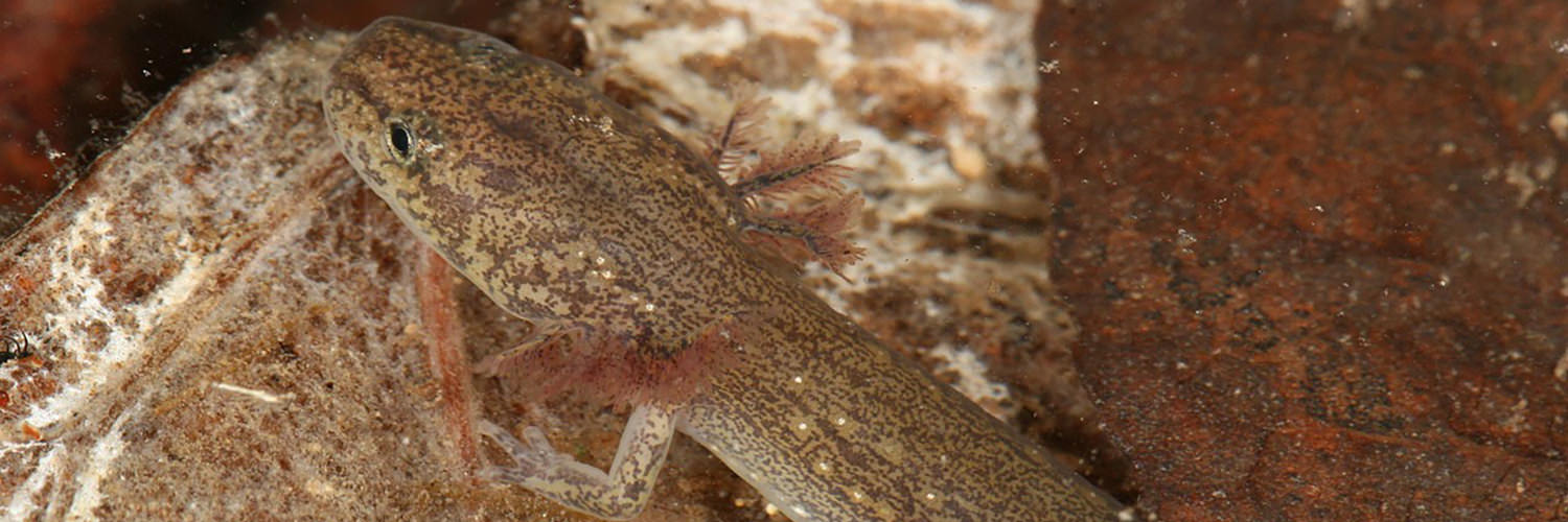 CTX Preserve Jollyville Plateau Salamander