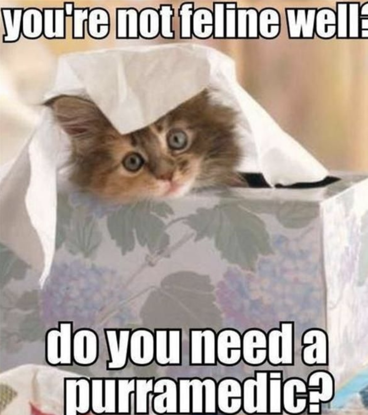 Not feline well
