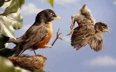 flying the nest