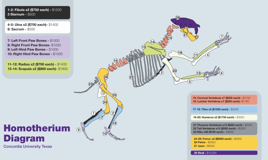 Diagram of the bones of a Homotherium serum and the projected goal to fabricate the model